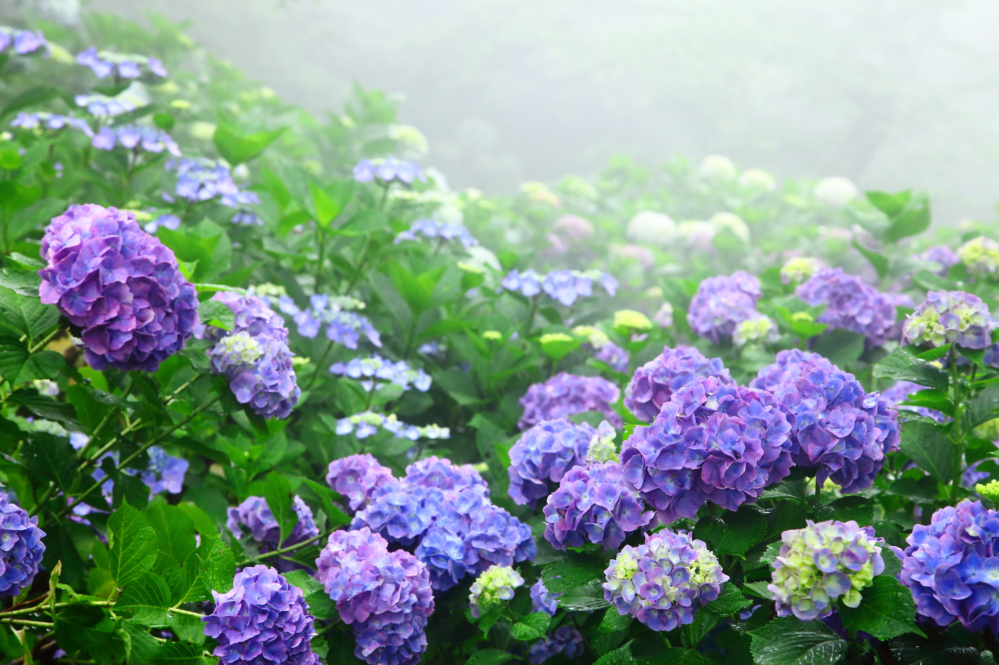 紫陽花
